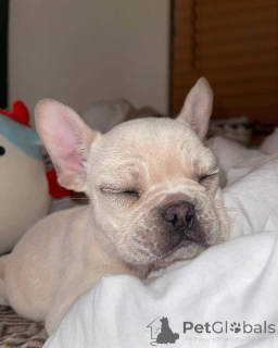 Photo №2 to announcement № 161254 for the sale of  - buy in United States 