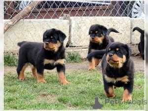 Photo №1. rottweiler - for sale in the city of Vienna | negotiated | Announcement № 156896