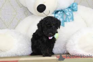 Photo №2 to announcement № 160915 for the sale of poodle (toy) - buy in Belgium private announcement, breeder