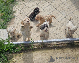 Photo №4. I will sell lagotto romagnolo in the city of Belgrade.  - price - negotiated