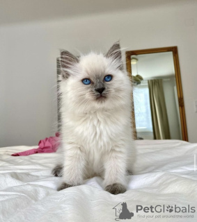 Photo №1. ragdoll - for sale in the city of Гамбург | 423$ | Announcement № 101802