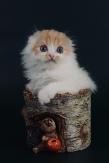 Photo №4. I will sell scottish fold in the city of St. Petersburg. private announcement - price - Negotiated