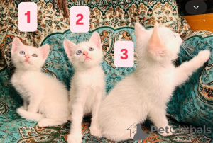 Photo №1. turkish angora - for sale in the city of Jever | 361$ | Announcement № 174547