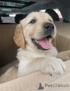 Photo №4. I will sell golden retriever in the city of bridging. private announcement - price - 599$