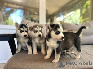 Photo №3. Süße blauäugige Siberian Husky-Welpen zu verkaufen.. Germany