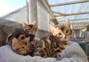 Photo №1. bengal cat - for sale in the city of Nivelles | Is free | Announcement № 36883