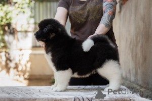 Photo №3. American Akita puppies. Russian Federation