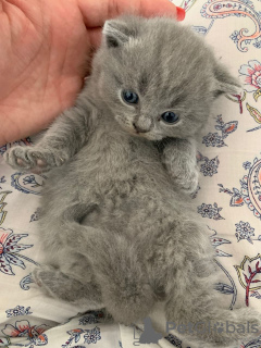 Additional photos: Clean Scottish Fold kittens for sale in Germany
