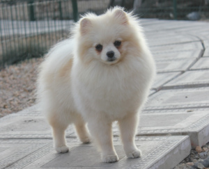 Additional photos: A charming, creamy boy with a perspective looking for exhibition pens.