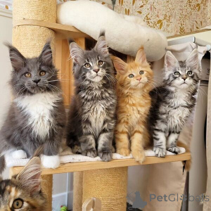 Photo №1. maine coon - for sale in the city of Bad Wildungen | 361$ | Announcement № 170874