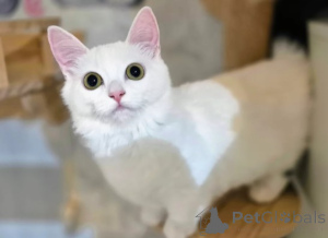 Photo №3. Munchkin Kittens. Germany