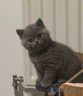 Photo №2 to announcement № 167813 for the sale of british shorthair - buy in Belgium from nursery