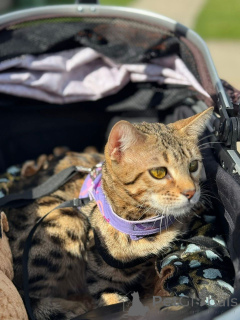 Photo №1. bengal cat - for sale in the city of Thun | 706$ | Announcement № 152715