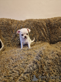 Photo №3. Wunderschöne Chihuahua-Welpen. Germany