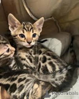 Photo №2 to announcement № 166952 for the sale of bengal cat - buy in Finland private announcement, breeder