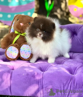 Photo №3. Toilet trained pomeranian. Estonia