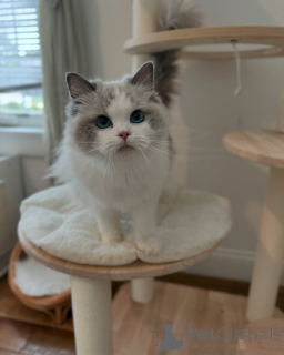 Photo №1. ragdoll - for sale in the city of Como | negotiated | Announcement № 156952