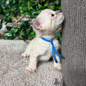 Photo №2 to announcement № 152717 for the sale of bengal cat - buy in Switzerland private announcement