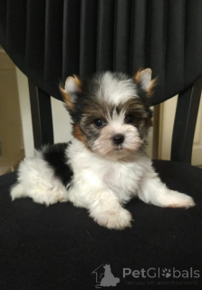 Photo №1. beaver yorkshire terrier - for sale in the city of Balykesir | 600$ | Announcement № 159181