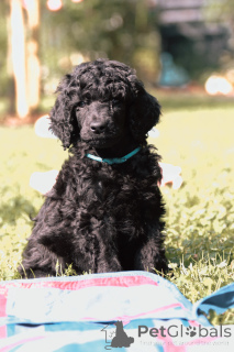 Photo №2 to announcement № 142245 for the sale of poodle (royal) - buy in Germany breeder