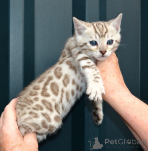 Photo №1. bengal cat - for sale in the city of Karlsruhe | Is free | Announcement № 135462