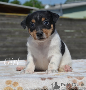 Photo №2 to announcement № 20446 for the sale of jack russell terrier - buy in Belarus from nursery