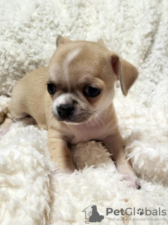 Additional photos: Chihuahua puppies