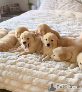 Photo №1. golden retriever - for sale in the city of Gendt | 723$ | Announcement № 163112