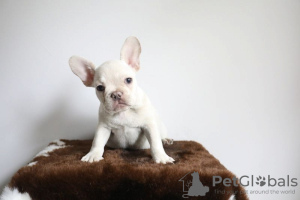 Photo №4. I will sell french bulldog in the city of Aachen. private announcement - price - 260$