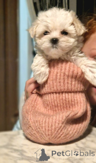 Photo №1. maltese dog - for sale in the city of Gendt | negotiated | Announcement № 176156