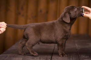 Photo №2 to announcement № 3734 for the sale of labrador retriever - buy in Ukraine from nursery, breeder