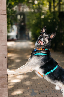 Photo №3. Monty is waiting for his man.. Russian Federation