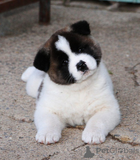 Photo №1. akita - for sale in the city of Bilje | negotiated | Announcement № 175737