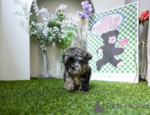 Photo №1. maltese dog - for sale in the city of Michigan City | negotiated | Announcement № 154329