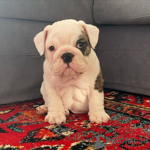 Photo №2 to announcement № 11436 for the sale of english bulldog - buy in United States breeder