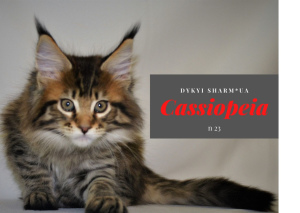 Photo №1. maine coon - for sale in the city of Krivoy Rog | 595$ | Announcement № 5565