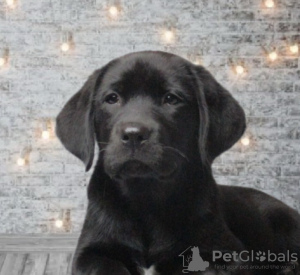 Photo №4. I will sell labrador retriever in the city of Dnipro. private announcement - price - 265$