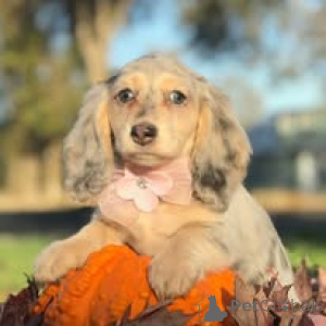 Photo №3. Dachshund puppies for sale. United Kingdom