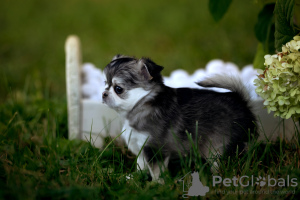 Photo №1. chihuahua - for sale in the city of Grudziądz | 3170$ | Announcement № 117007