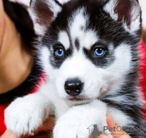 Photo №1. siberian husky - for sale in the city of Berlin | 370$ | Announcement № 107529