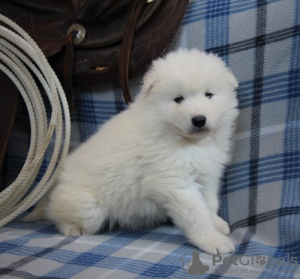 Photo №1. samoyed dog - for sale in the city of Hamad Town | Is free | Announcement № 9848