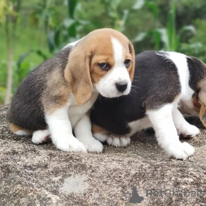 Additional photos: Beagle puppies looking for forever homes