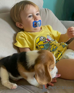 Photo №3. Two beautiful beagle puppies for sale. Germany
