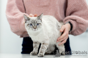 Additional photos: Thai cat Latifa in good hands