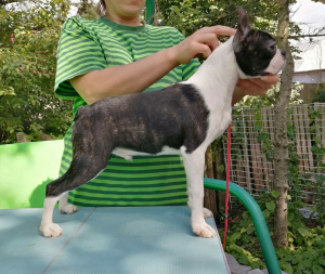 Photo №4. I will sell boston terrier in the city of St. Petersburg. breeder - price - 455$