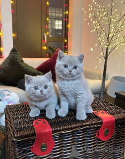 Photo №1. british shorthair - for sale in the city of Helsinki | 516$ | Announcement № 165778