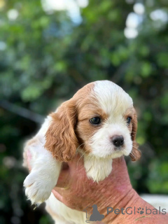 Photo №3. Cavalier King Charles Welpen zur Adoption. Germany