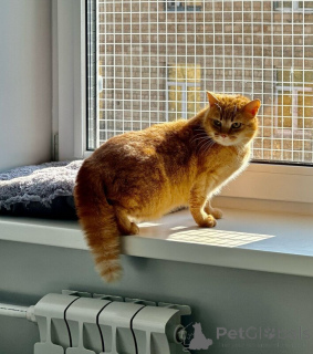 Photo №4. I will sell  in the city of Москва.  - price - Is free