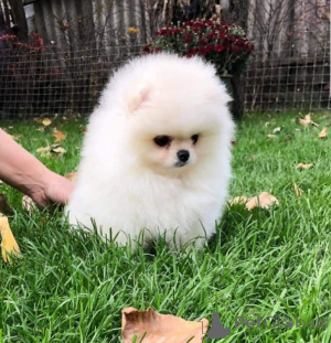 Photo №2 to announcement № 166674 for the sale of pomeranian - buy in Germany private announcement