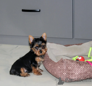 Photo №1. yorkshire terrier - for sale in the city of Tokyo | negotiated | Announcement № 172123